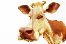 Extrait de Les grandes gueules -7- A Poils