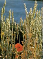 Verso de Les sectes, l'occulte et l'etrange -5- La réincarnation