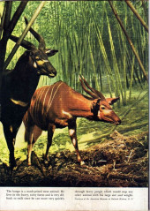 Verso de Tarzan (1948) -22- Issue # 22