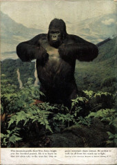 Verso de Tarzan (1948) -23- Issue # 23