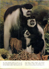 Verso de Tarzan's Jungle Annual -21953- Issue # 2