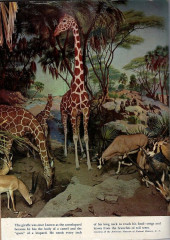 Verso de Tarzan's Jungle Annual -31954- Issue # 3