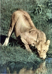 Verso de Four Color Comics (2e série - Dell - 1942) -665- Walt Disney's the African Lion - A True-Life Adventure Feature